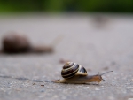 snail