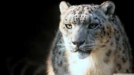 snow leopard - feline, leopard, cat, snow