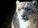 snow leopard