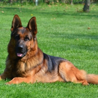 German Shepherd