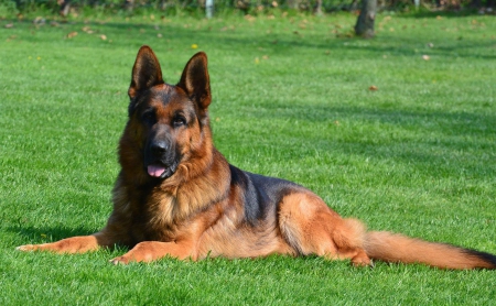 German Shepherd - police, dog, german shepherd, red