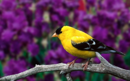 male american goldfinch