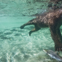 bear hunting for salmon