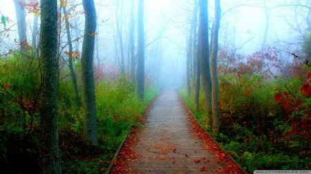 A Fall Adventure - autumn, fall, woods, adventure, wisconsin, path, mist