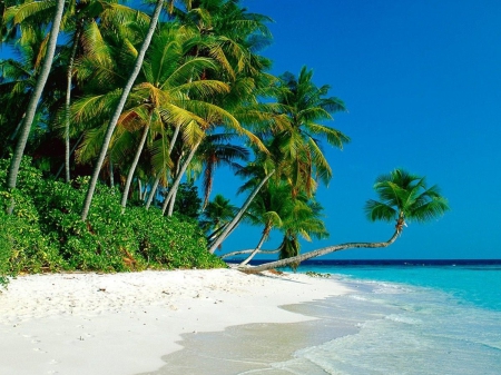 Palm Trees on Tropical Beach - palms, nature, oceans, beaches