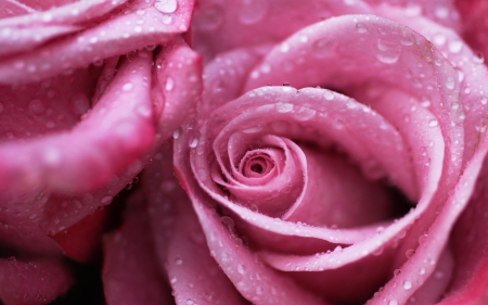 Pink Rose - pink rose, abstract, flowers, photography