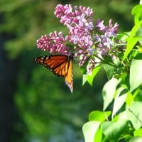 LILACS WITH BUTTERFLY