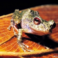 FROG ON BROWN LEAF