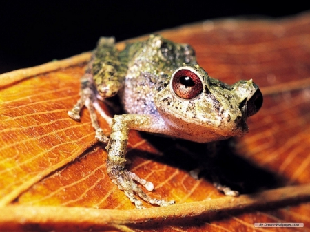 FROG ON BROWN LEAF - leaf, brown, cute, frog