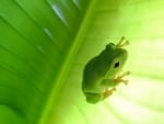 CUTE GREEN FROG