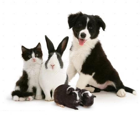 black and white friends - cat, dog, animals, friends, bunny, black-white