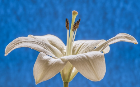 Lily - white, flower, lily, blue