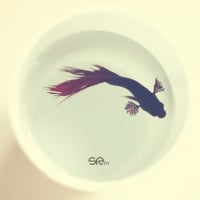 Betta