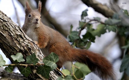 Squirrel In A Tree - animal, red, tree, squirrel, wild