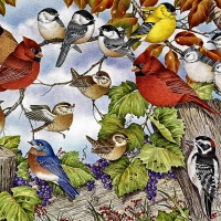 Plethora of Songbirds F1