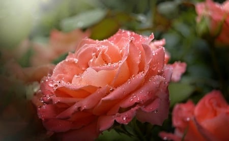 Rose - one, rose, pink, beautiful