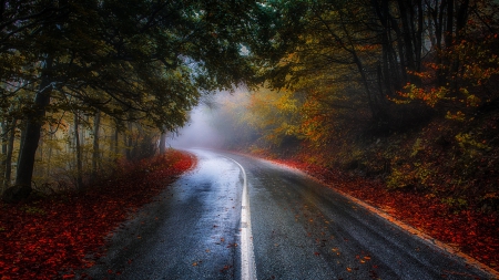 * Autumn forest * - fall, road, forest, nature