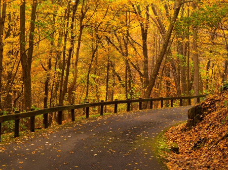 * Beautiful autumn forest * - fall, forest, nature, autumn