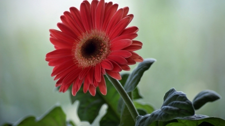 Gerbera - one, gerbera, flower, pink