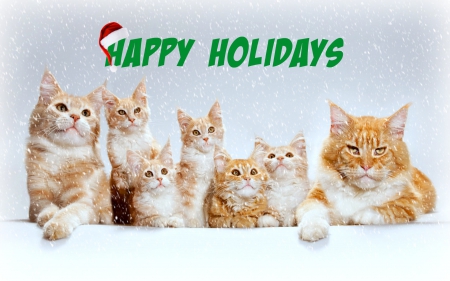 Happy Holidays from the Katz Family - greetings, cats, xmas, animals