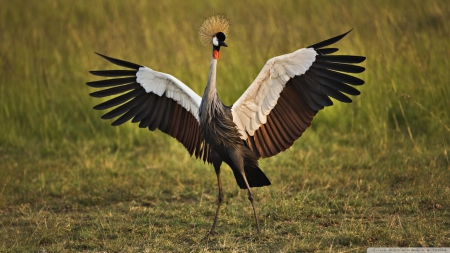 african crowned crane - crowned, african, crane, bird