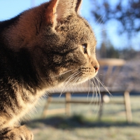 cat in sunlight