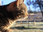 cat in sunlight