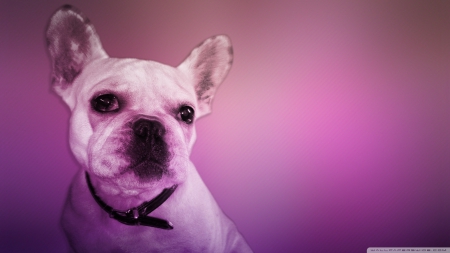 french bulldog - canine, dog, french, bulldog