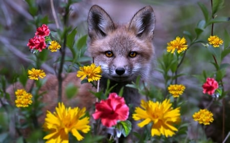 Fox Peeking Through Some Flowers - Animals, Flowers, Eyes, Fox