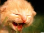 newborn crying kitten