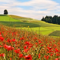 lots of poppies