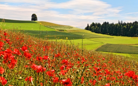 lots of poppies - poppy, field, flower, hill