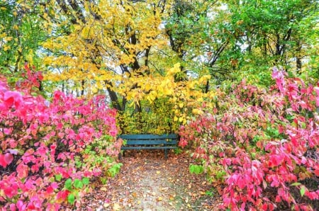 Autumn Bench - Autumn, trees, Fall, bushes, bench, park, woods