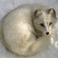 arctic fox