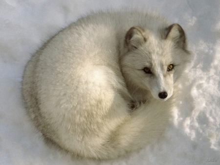 arctic fox - snow, canine, arctic, fox