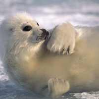 harp seal