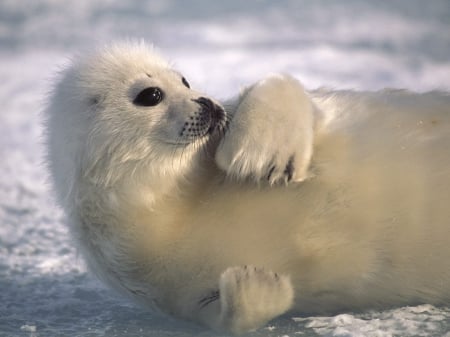 harp seal - snow, harp, white, seal