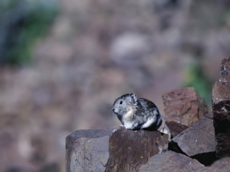 wild hamster - rock, wild, hamster, rodent