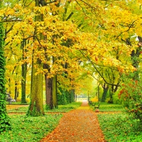 AUTUMN TREES in the PARK