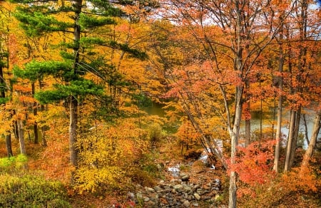 FOREST LAKE in AUTUMN - forest, seasons, water, landscape, bright colors, leaves, branches, lake, sky, enchanting nature, splendor, wild, trees, nature, autumn