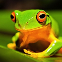 BRIGHT GREEN FROG