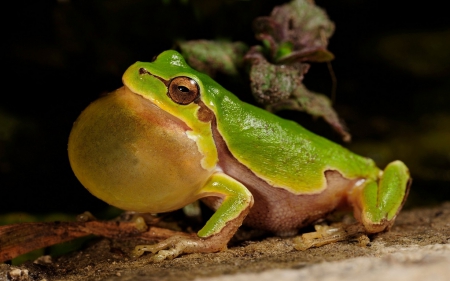 CROAKING FROG - croaking, frog, cute, green