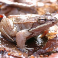 BROWN FROG