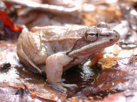 BROWN FROG - CUTE, BROWN, LEAVES, FROG