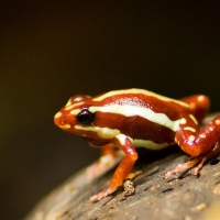 POISON ARROW FROG