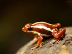 POISON ARROW FROG