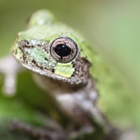 TREE FROG