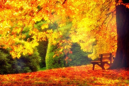 â˜…Brighten Fallâ˜… - attractions in dreams, trees, parks, bench, stunning, creative pre-made, bright, nature, love four seasons, fall, beautiful, leaves, colors