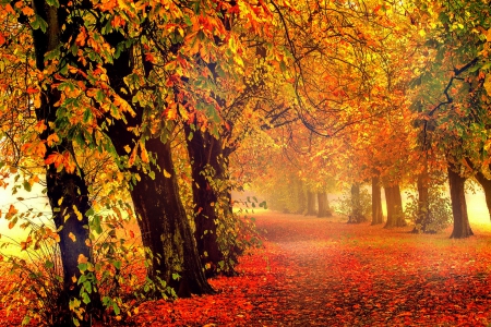 â˜…Autumn Parkâ˜… - autumn, trees, parks, roads, colorful, creative pre-made, fall, landscapes, attractions in dreams, forests, stunning, nature, love four seasons, beautiful, scenery, leaves, colors