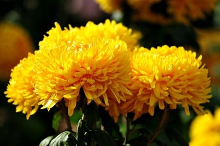 Yellow chrysanthemums - chrysanthemums, flowers, nature, yellow, beautiful, autumn, floral